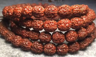 小金刚盘黑了补救方法 小金刚盘黑了还能重新泡水重新玩吗