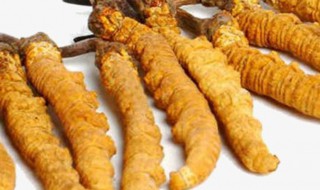冬冬虫夏草的功效与作用及食用方法（冬虫冬冬虫夏草功效与作用）