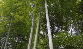 毛竹怎么处理防虫 毛竹最简单的防虫防蛀