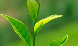 绿茶变味怎么处理 绿茶变味怎么处理干净