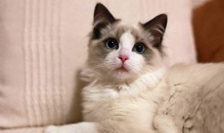 猫尿难闻怎么处理 猫尿难闻怎么处理好