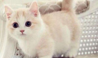 奶猫眼屎怎么处理（奶猫眼屎怎么处理好）