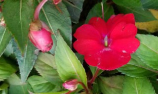 凤仙花传播种子的方法 凤仙花传播种子的方法仿写