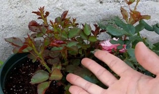 月季脚芽怎么处理（月季脚芽是什么）