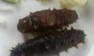 海参的解冻方法（海参的解冻方法有哪些）