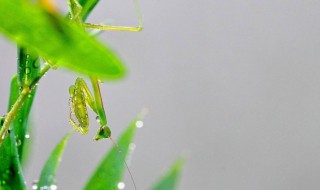 预防小暑的方法 小暑预防疾病