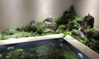 鱼池里水草怎么处理 鱼池水草有什么作用