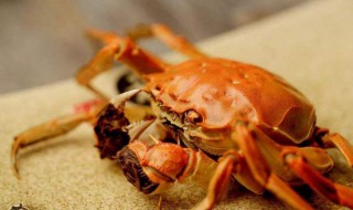 死了的螃蟹吃了会怎样