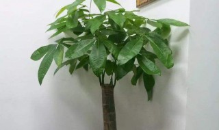 怎样养发财树（怎样养发财树长时间浇一次水）
