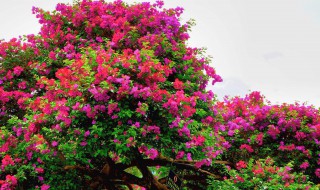 怎样种植花卉 怎样种植花卉盆景