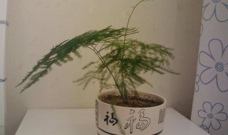 文竹的风水作用（文竹的风水作用及摆放禁忌）