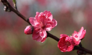 怎样催旺桃花运 怎样催旺桃花运?