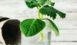 怎么样在家自制生根水 自己制生根水