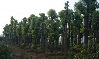 大香樟树怎样做盆景（大香樟树怎样做盆景视频）