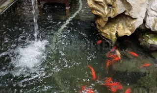 鱼池暴雨后怎么处理（鱼池下大雨怎么办）