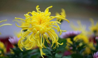 菊花种植方法和时间 菊花苗种植方法和时间