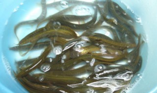 泥鳅在家里清水能养吗 泥鳅养久了会认主人吗