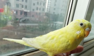 家里养鹦鹉的凶吉（家里养鹦鹉的凶吉寓意）
