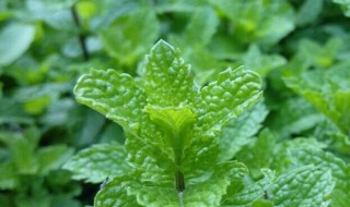 家里种薄荷坏处 薄荷对男性性功能影响