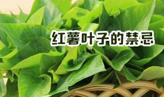 红薯叶子的禁忌（红薯叶子的禁忌是什么）