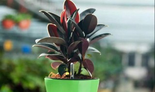 家里适合养什么植物（家里适合养什么植物对家庭比较好）