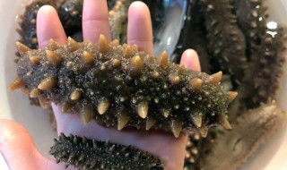 泡发海参的最佳方法（家庭泡发海参的最佳方法）