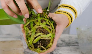 最简单蝴蝶兰家庭养法 最简单蝴蝶兰家庭养法视频
