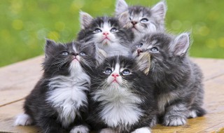 猫跳蚤怎么消灭简单