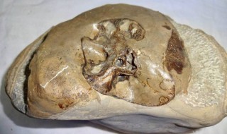 发现海洋生物化石的原因 发现海洋生物化石的原因是