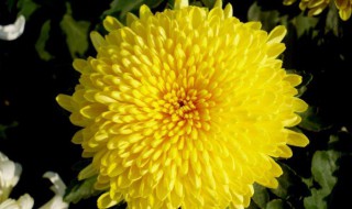 菊花有什么颜色（菊花有什么颜色的图片）