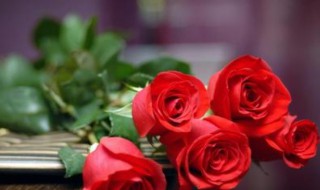 21朵玫瑰花代表什么意思（33朵玫瑰花代表什么意思）