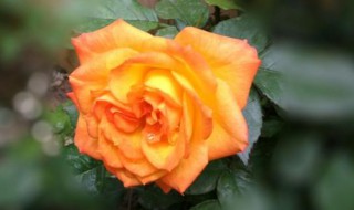 什么颜色的月季花（什么颜色的月季花?）