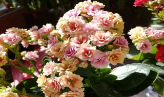 长寿花什么时候开花（长寿花什么时候开花才能上肥料）