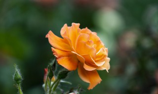 月季花什么颜色 月季花什么颜色的图片