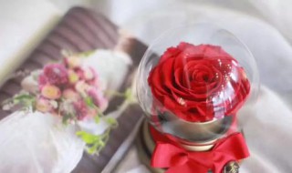 永生花的花语是什么（永生花的寓意和象征）