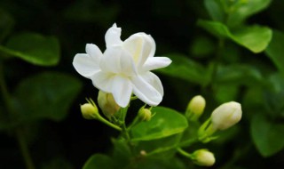 茉莉花是什么颜色（茉莉花是什么颜色?）