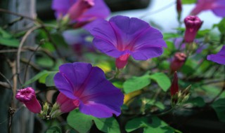 什么的牵牛花填空颜色 什么的牵牛花填空颜色词语