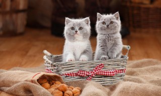 怎么给猫咪驱虫（怎么给猫咪驱虫视频）