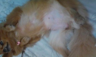 如何辨别猫是否怀孕 如何辨别猫是否怀孕拍片