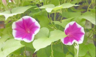 牵牛花什么时候开 牵牛花什么时候开花