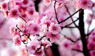 樱花什么时候开花（武大樱花什么时候开花）