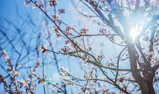 梅花的象征意义是什么 梅花的象征意义是什么?