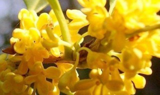 桂花的特点（桂花的特点是什么）