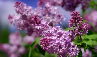 丁香花的特点（丁香花的特点和精神）