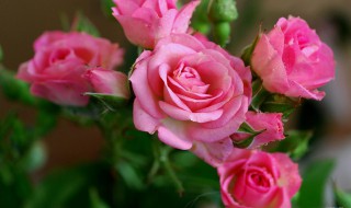 粉红玫瑰花代表的含义（粉红玫瑰花代表的含义是什么）