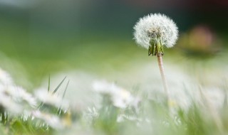 蒲公英茶有什么用 蒲公英茶有什么用处和功效