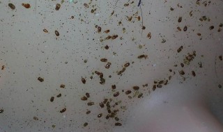 如何判断棕垫生没生虫 怎么看棕垫有没有甲醛超标吗