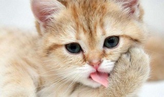 猫螨怎么处理（猫螨虫感染怎么治疗）