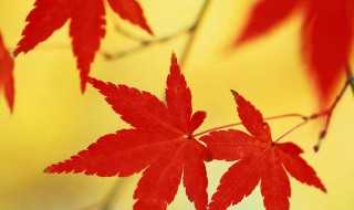 枫叶的寓意（枫叶的寓意唯美短句）