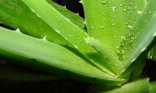 芦荟直接涂脸上可以吗（芦荟直接涂脸上吗有效果吗）